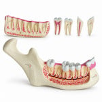 Lower Jaw Model